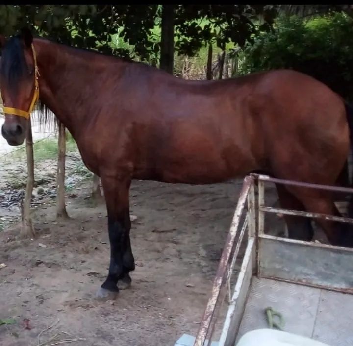 Cavalo MM (Mangalarga) - Foto 2