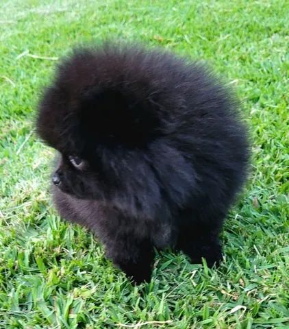Spitz Alemão - Lulu da Pomerânia - 10x sem juros - Foto 3