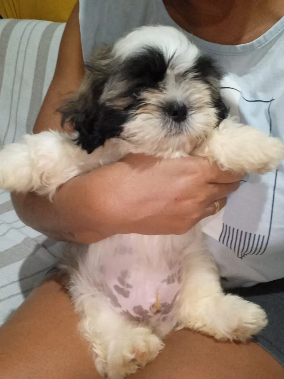 Filhote Shih Tzu macho 800, reais, vacinado