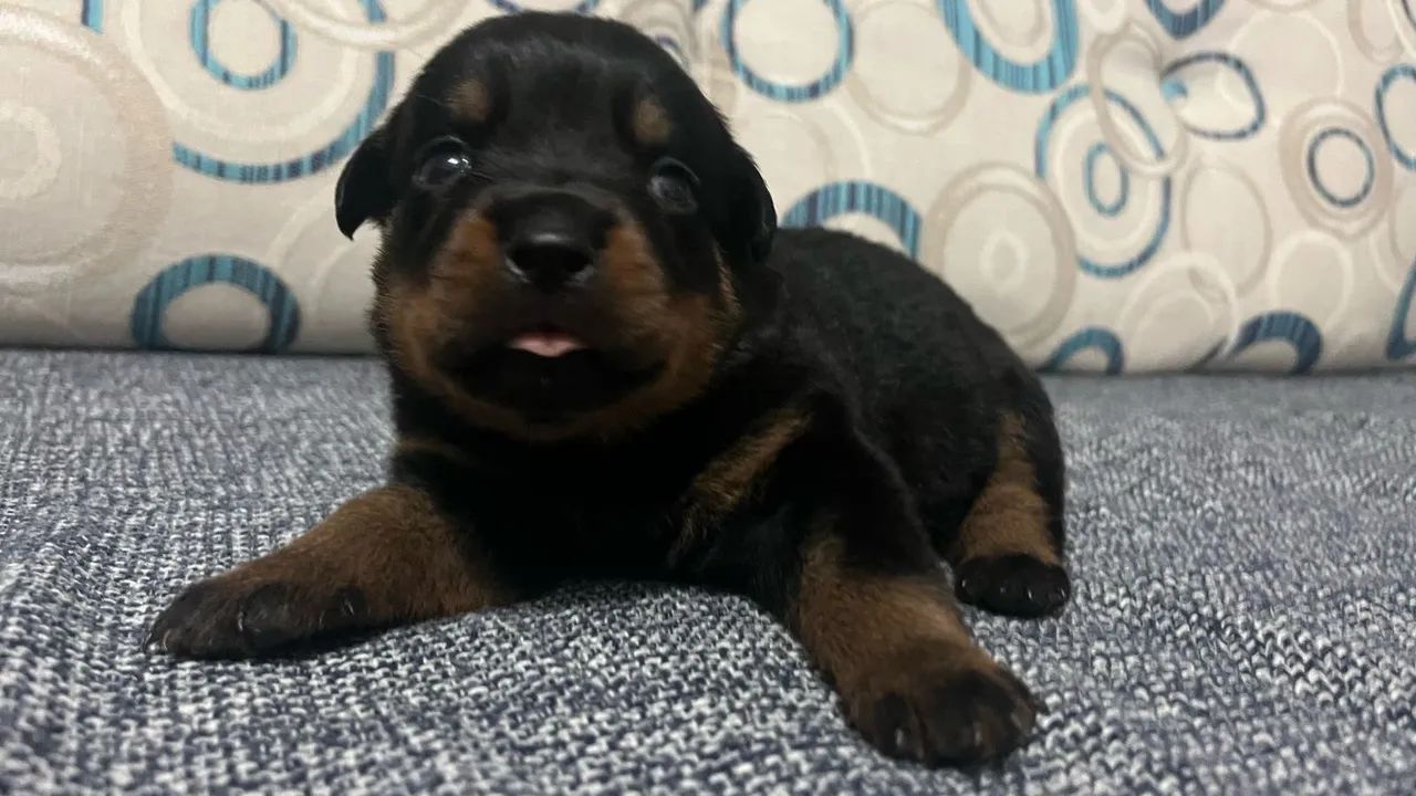 Filhote Rottweiler Puro  - Foto 4