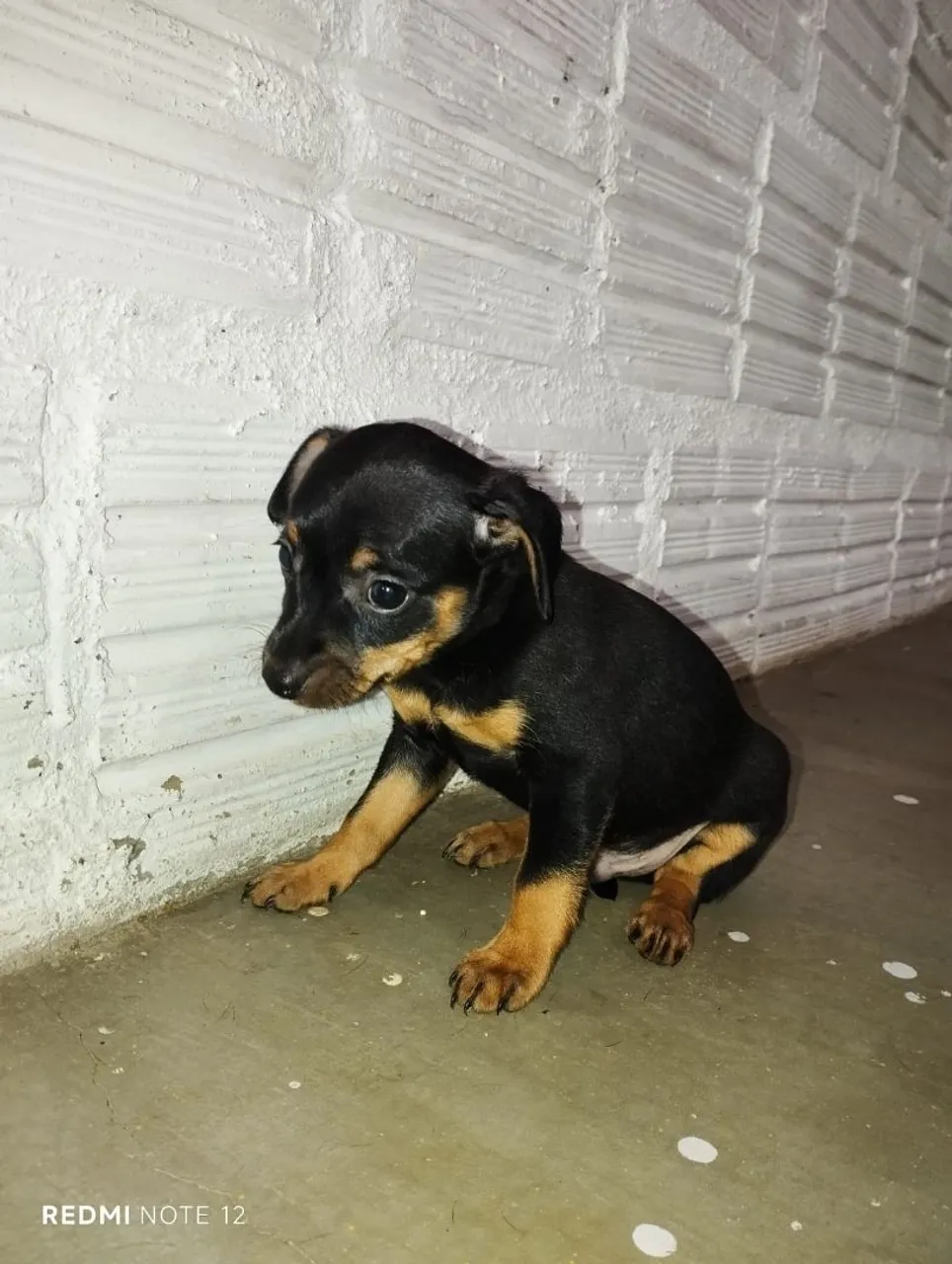 Filhote de Pinscher 1 disponível para Venda