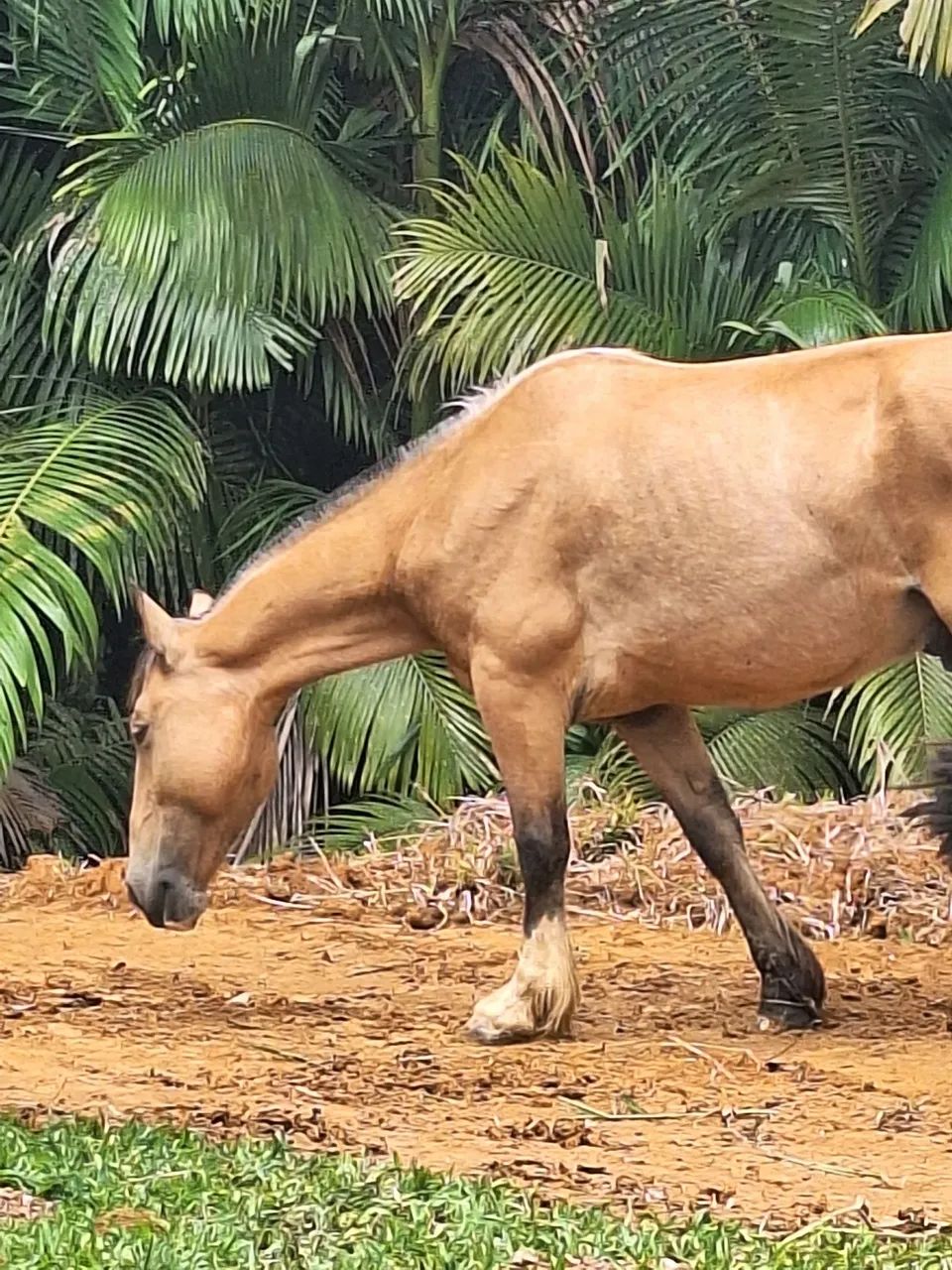 Vendo cavalo crioulo inteiro - Foto 2