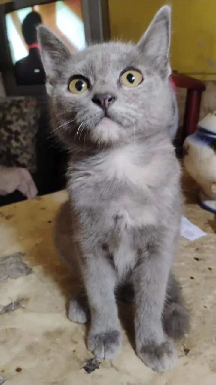 Gatinho cinza fofinho para adoção - Foto 2