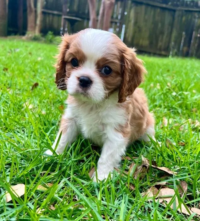 Cavalier King: um toque de realeza para sua rotina