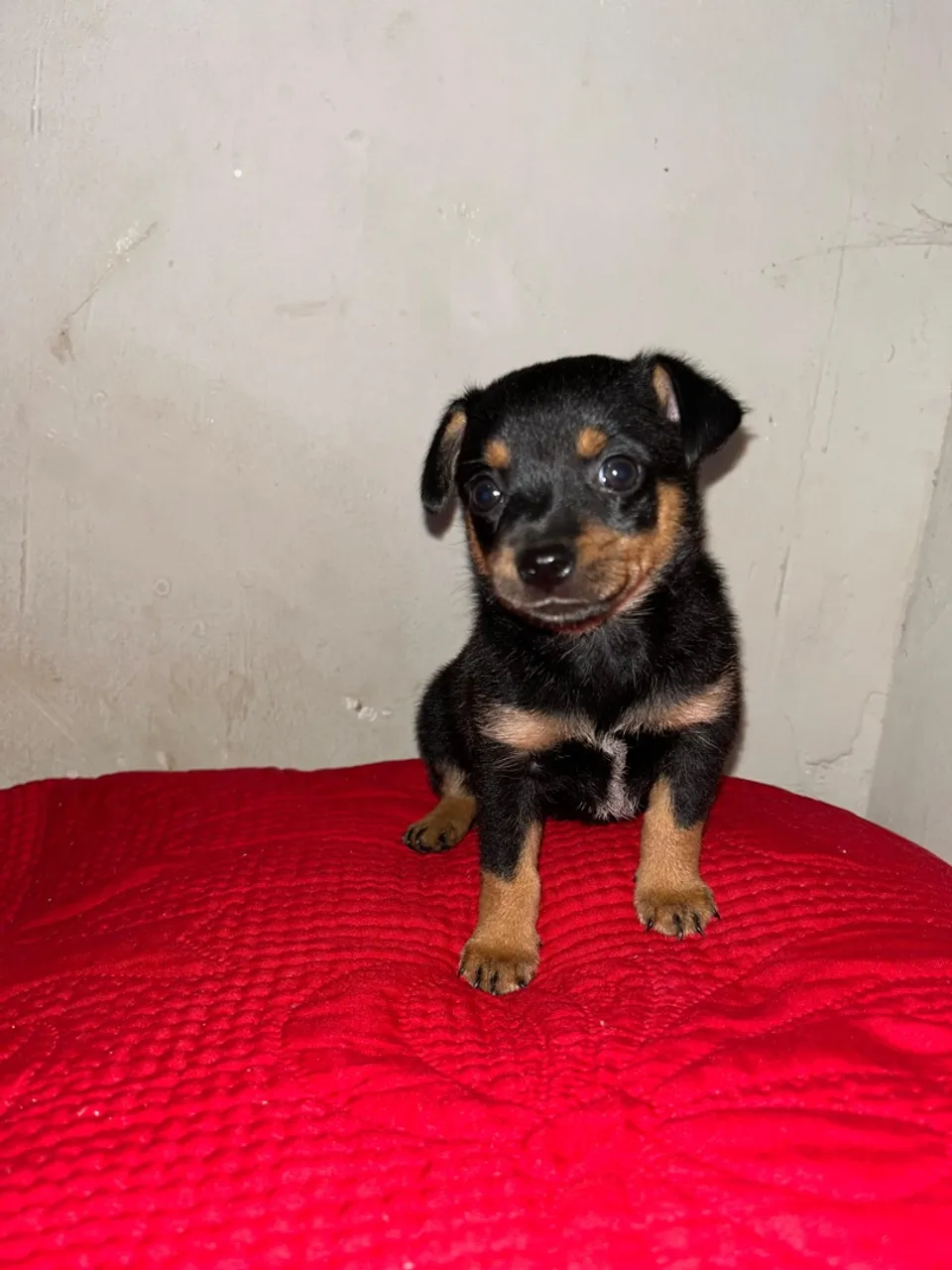 Filhote de Pinscher