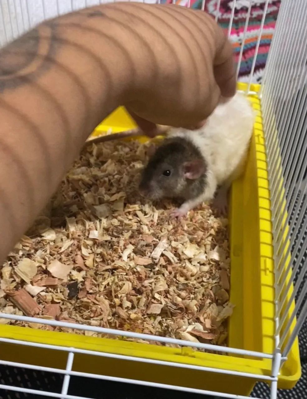 Rato de laboratório manço e dócil  - Foto 2