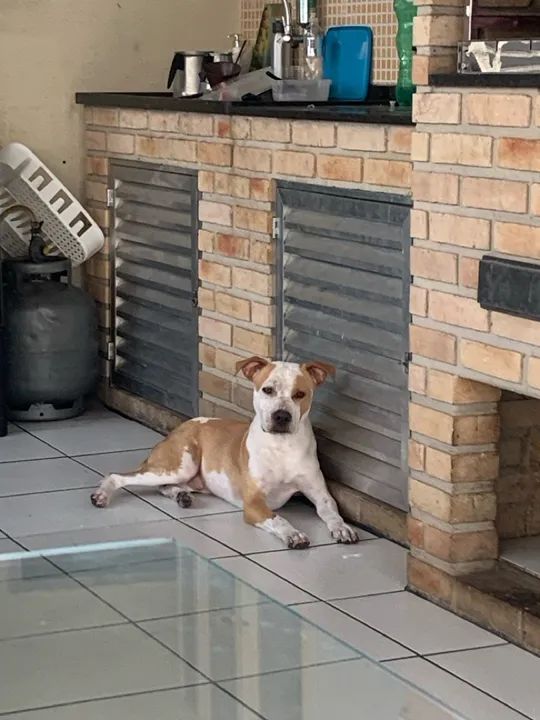 Filhote de Pitbull - Foto 3