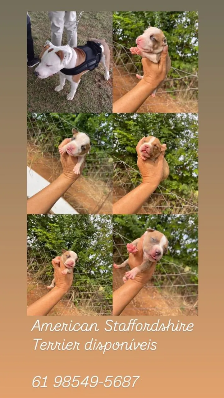 Filhotes de American Staffordshire Terrier disponíveis