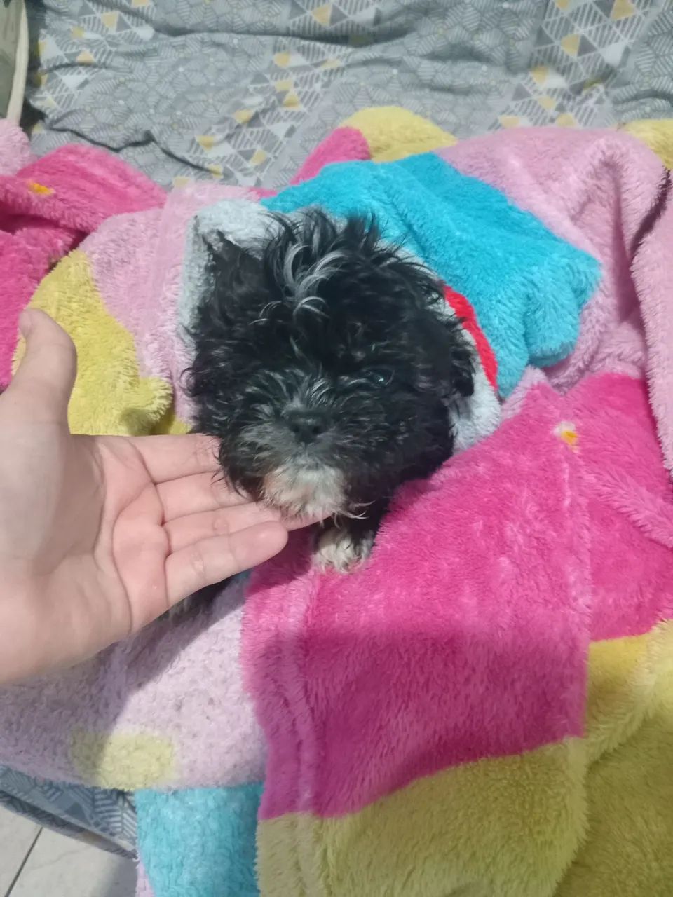 Shih Tzu Fofo para Adotar - Foto 2