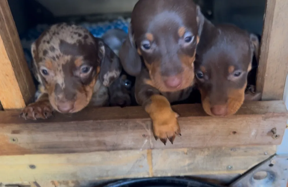 Basset, Salsicha, Dachshund, Teckel, Cofap,