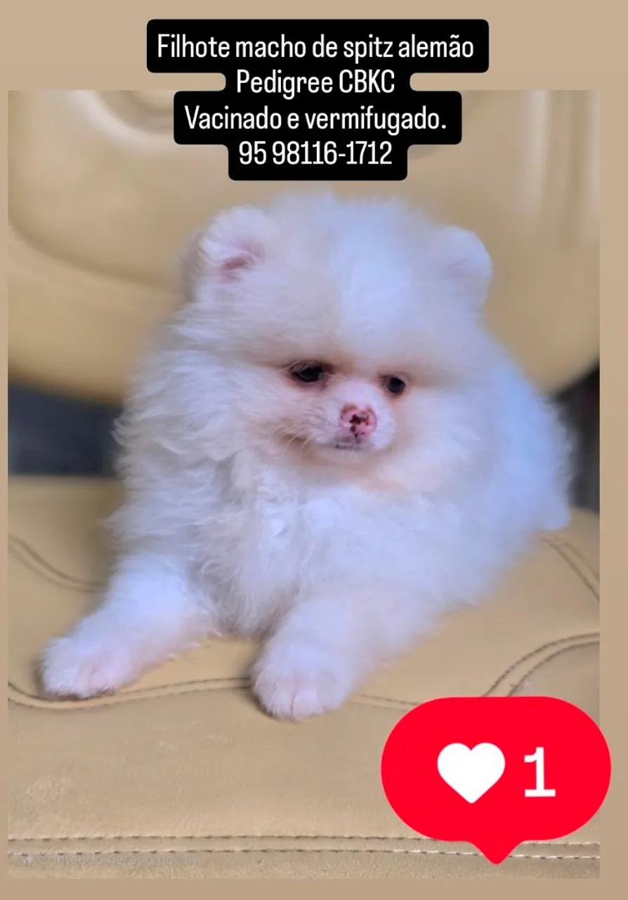 Spitz Alemão Macho - Pedigree e Vacinas