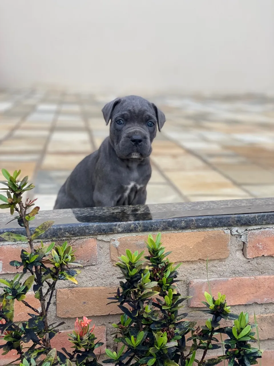 Filhotes De Cane Corso Italiano Com Pedigree