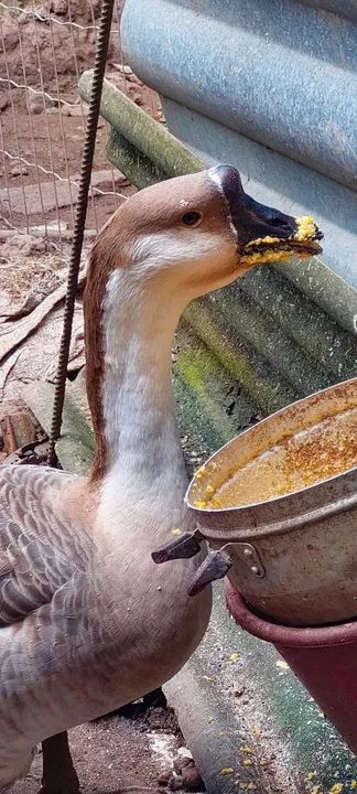 Lindo casal saudável já entrou na postura, - Foto 5