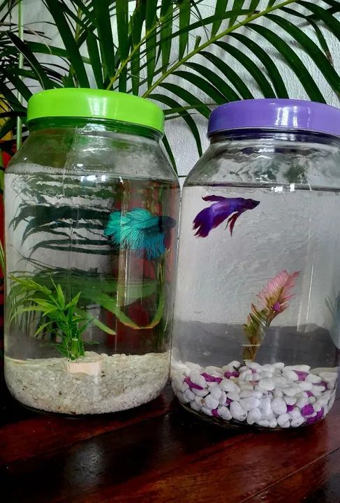 Aquário completo - Foto 5