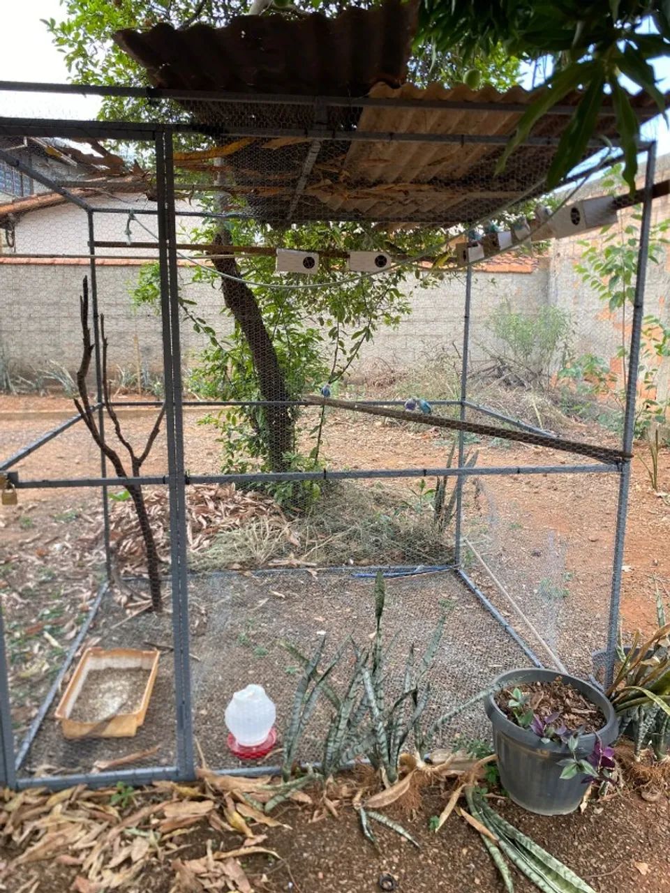 Viveiro grande64293083851266121