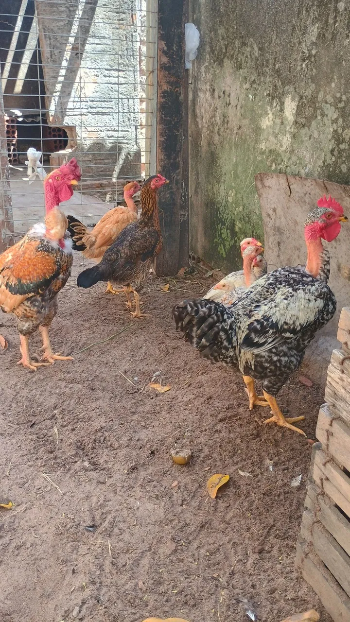 Galos e galinhas pescoço pelado