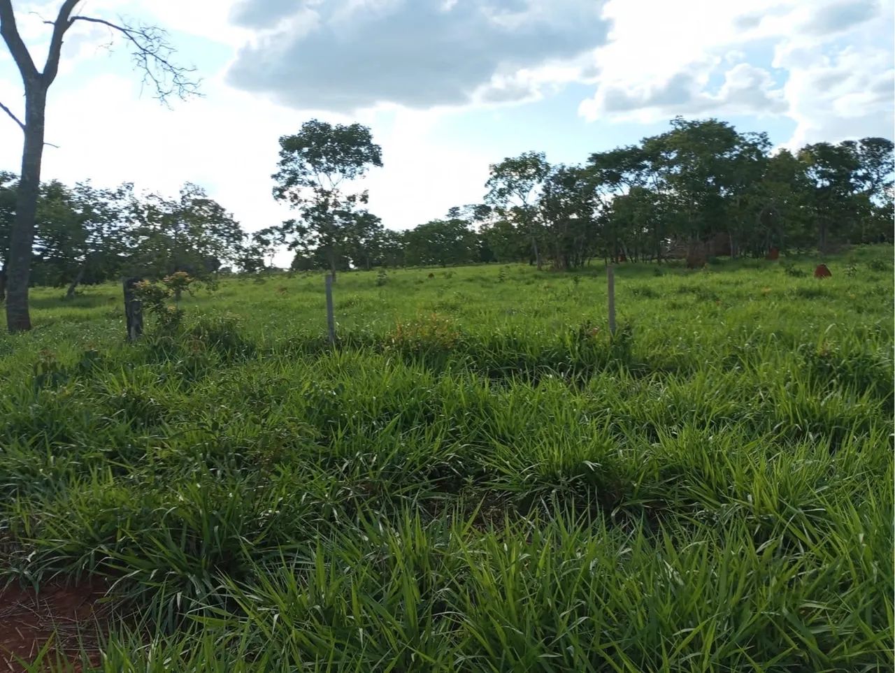 Fazendas em todo o ?  - Foto 5