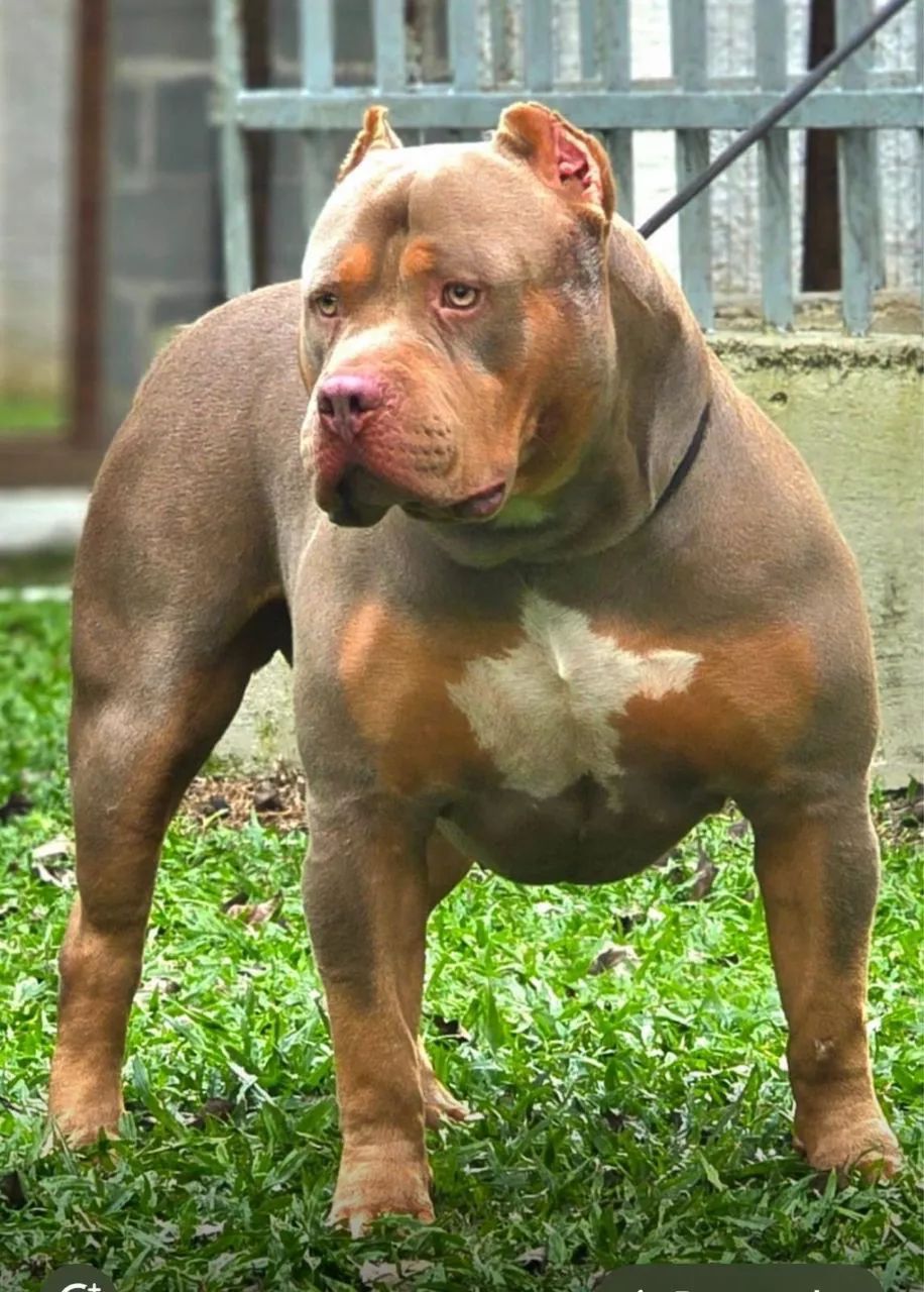 Pit Bull - Brazilian Bull - Foto 5