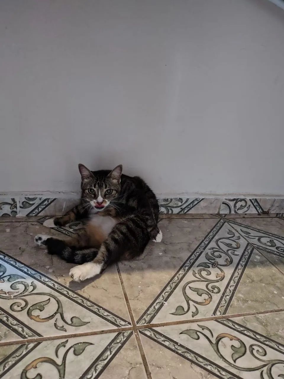 Adoção Responsável  - Foto 3