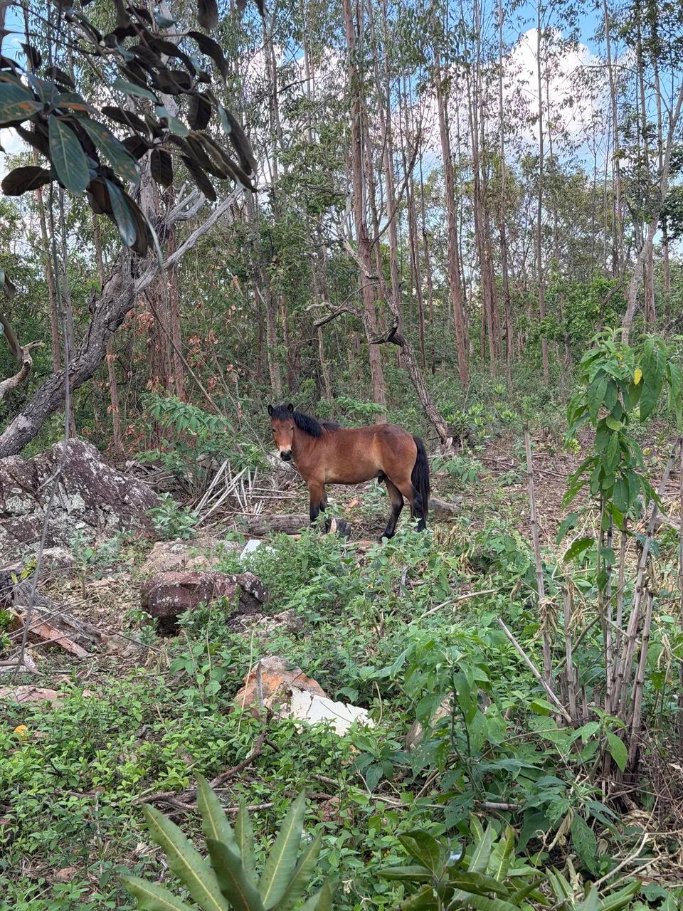 Vendo pônei mini ponei 90cm de altura  - Foto 2