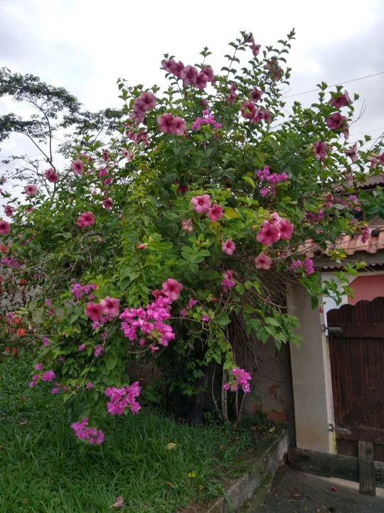 Mudas de Alamanda lilás (Bairro Santa Isabel, São Gonçalo, RJ - não fazemos entregas) - Foto 5