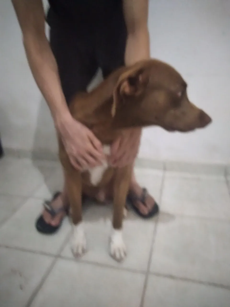 Cachorro Pitbull para doação