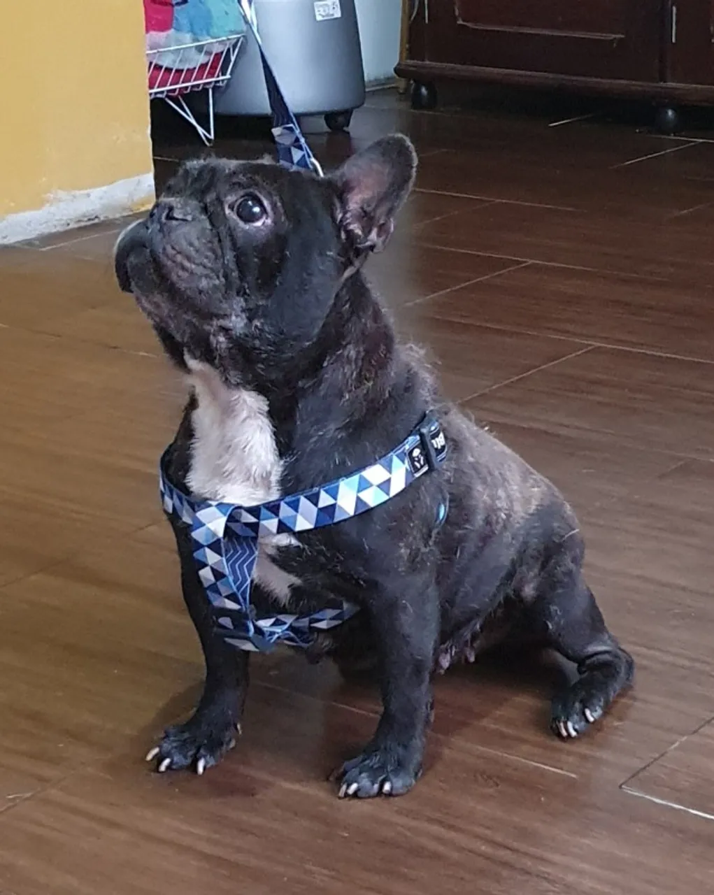 Bull Francês Fêmea 