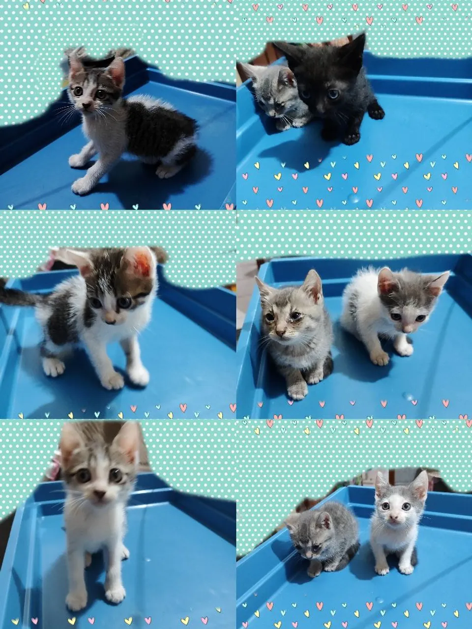Gatinhos fofinhos para adoção