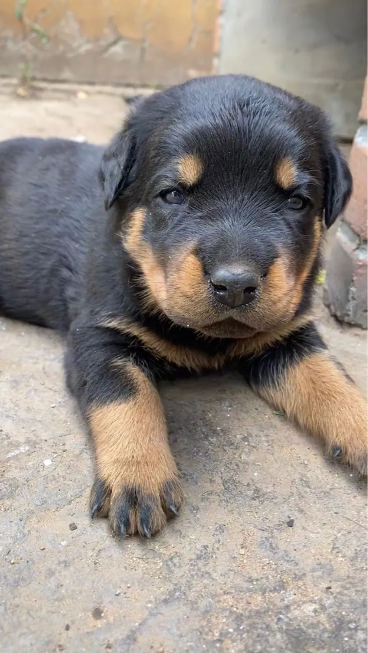 Filhote de Rottweiler para venda 