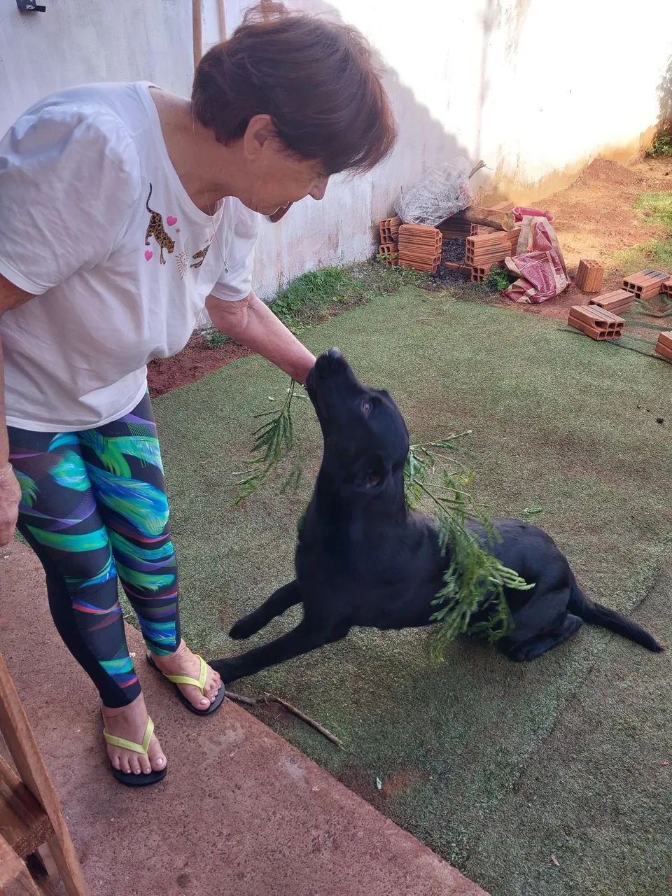 Cão Preto Adorável para Adoção - Foto 2