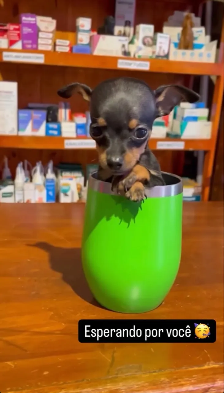 Pinscher Tm 00 à procura de um lar! Adquira em até 12x