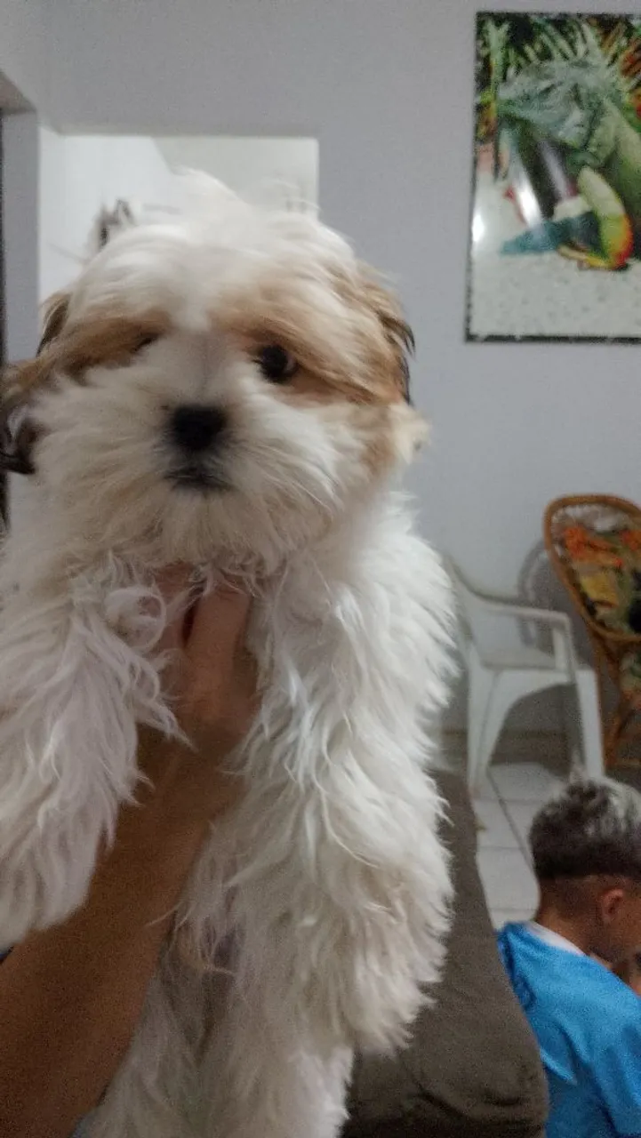 Filhote Shih Tzu fofo e charmoso