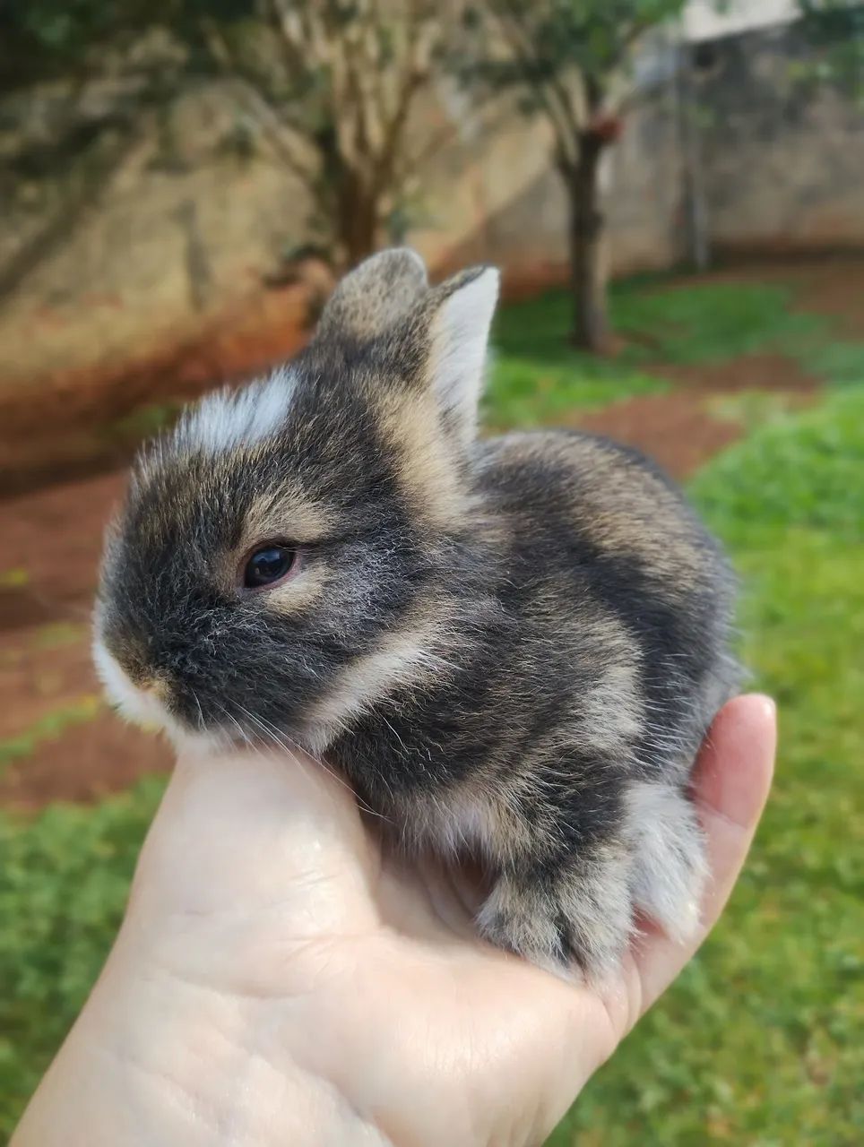 Mini coelho  - Foto 3