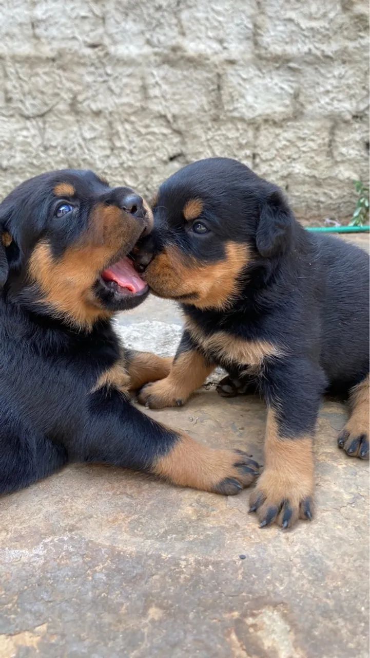 Filhote de Rottweiler para venda  - Foto 3