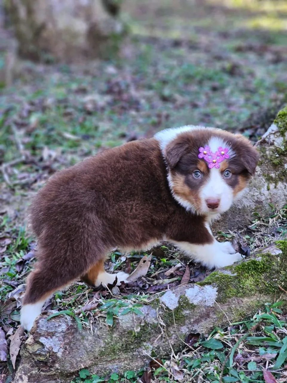Border Collie 