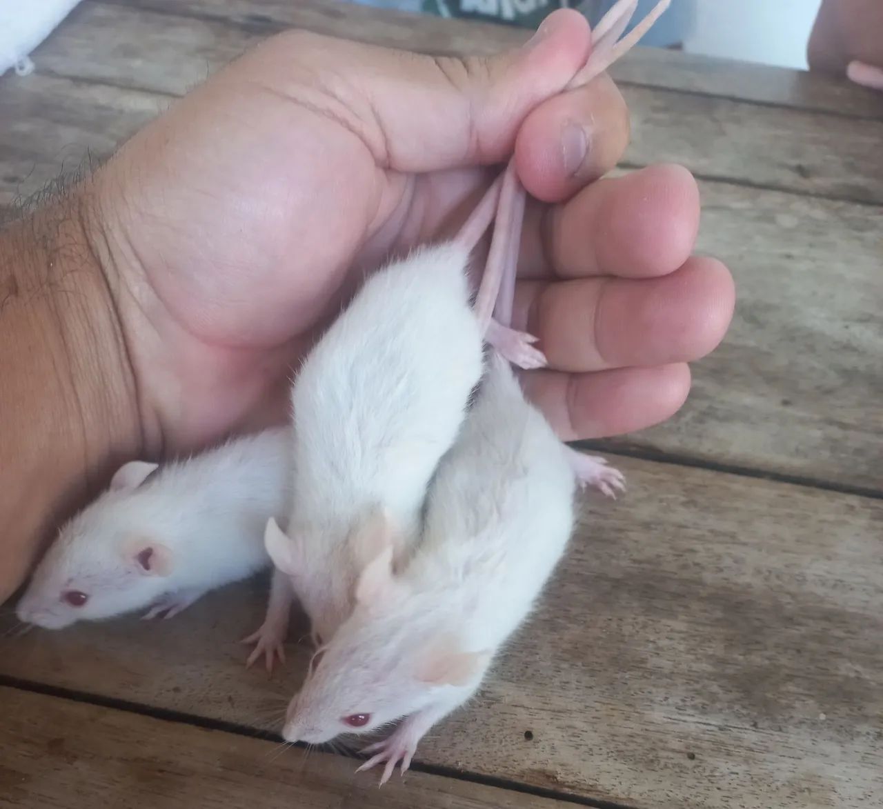 Rato Doméstico Twister - Adorável e Carinhoso - Foto 4