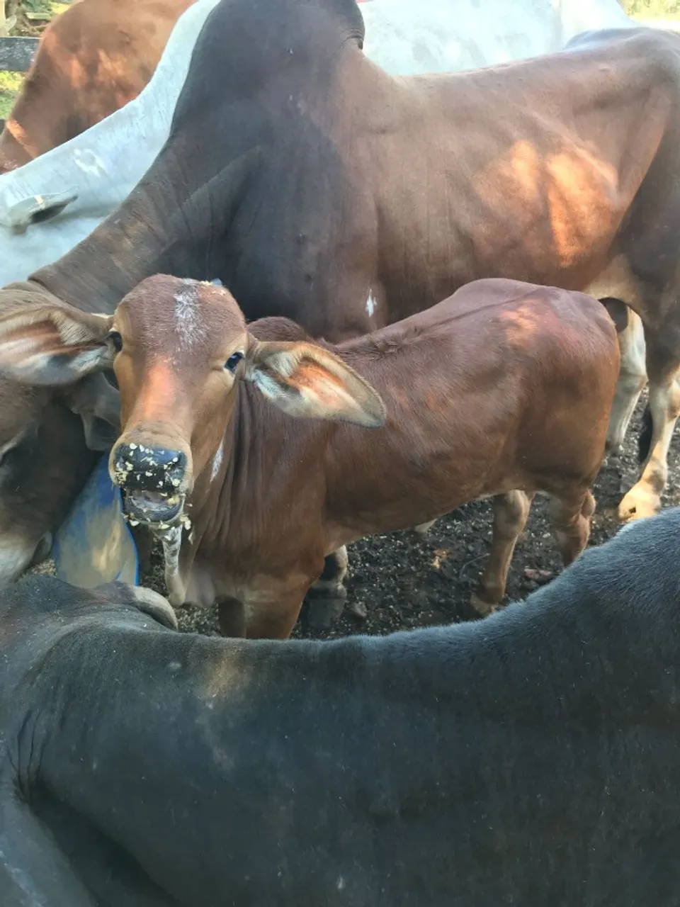 Lote de gado