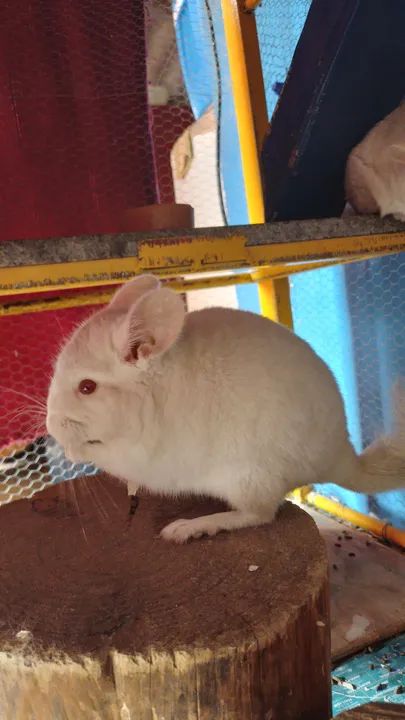 filhote de chinchila  - Foto 2