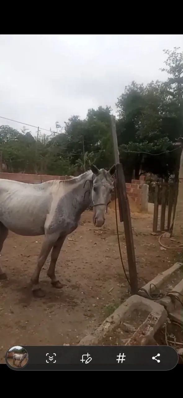 Égua pampa - Foto 3