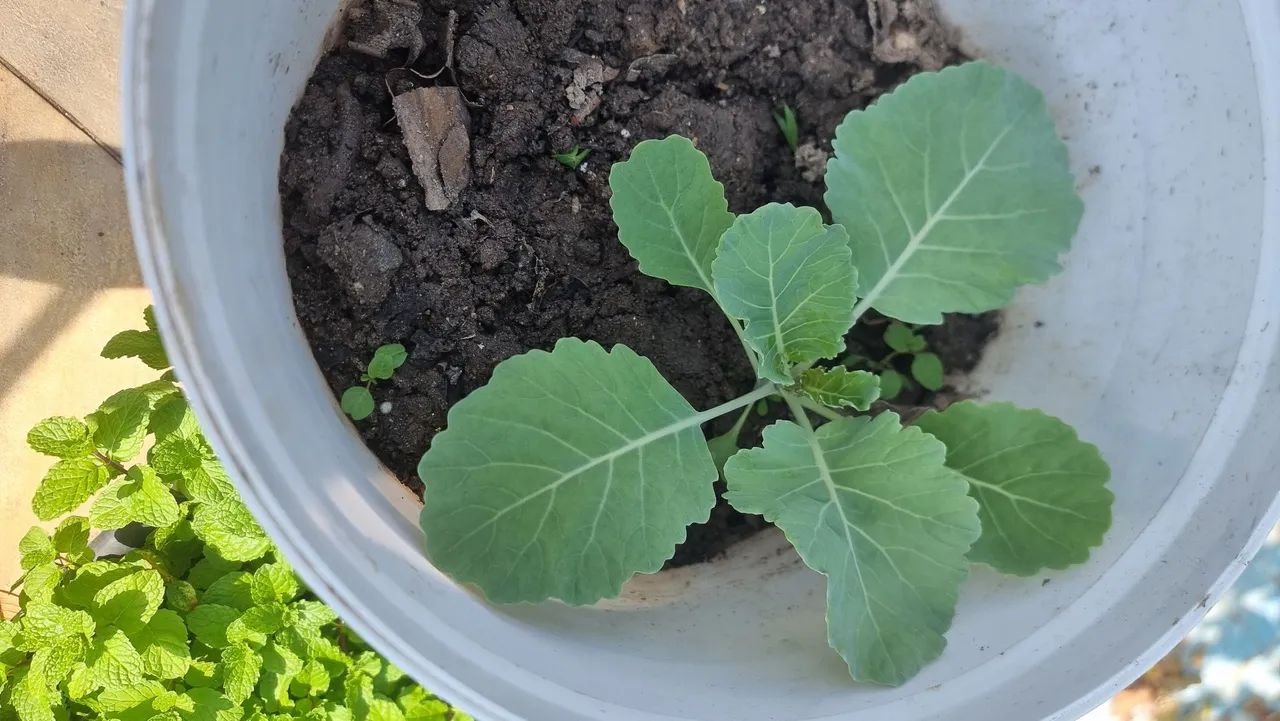 Terra adubada riquissima em nutrientes, 20kg por 30 reais PROMOCAO - Foto 2