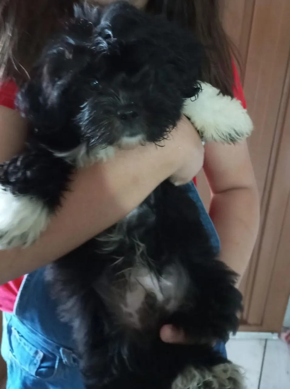 Filhote de Shih Tzu disponível
