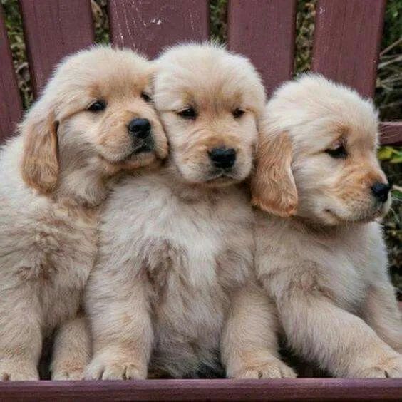 Goldens filhotes 