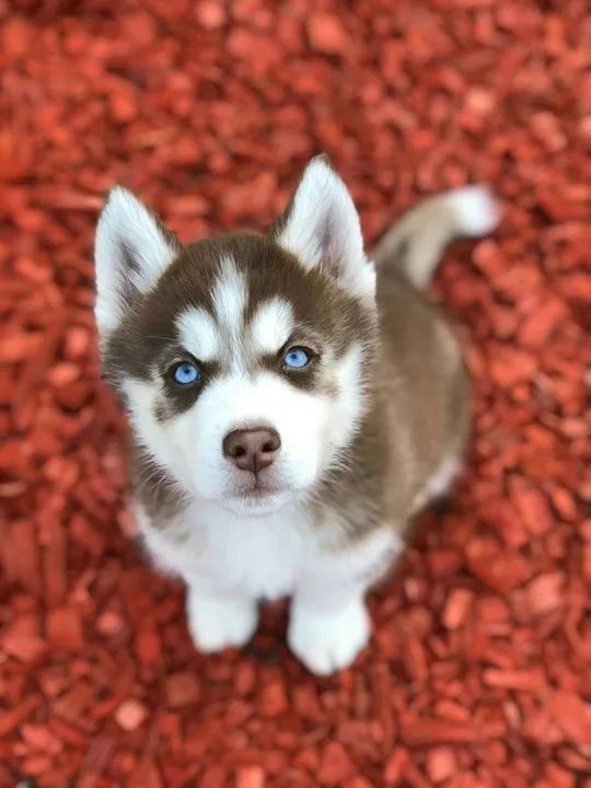 Husky siberiano uma das raças mais lindas do mundo 