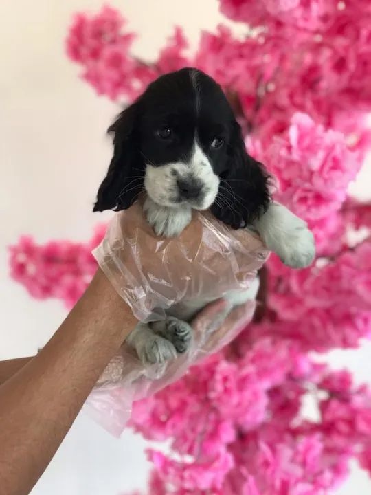 Cocker Spaniel ingles trabalhamos com mais de 20 raças. - Foto 2