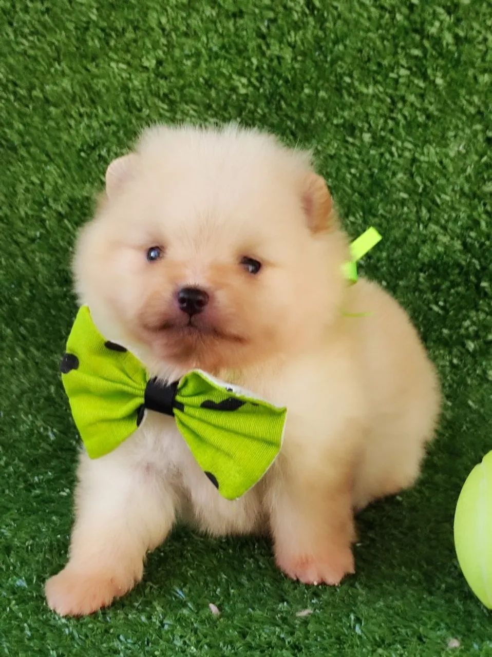 Spitz alemão macho anao $2.200,00 - Foto 3