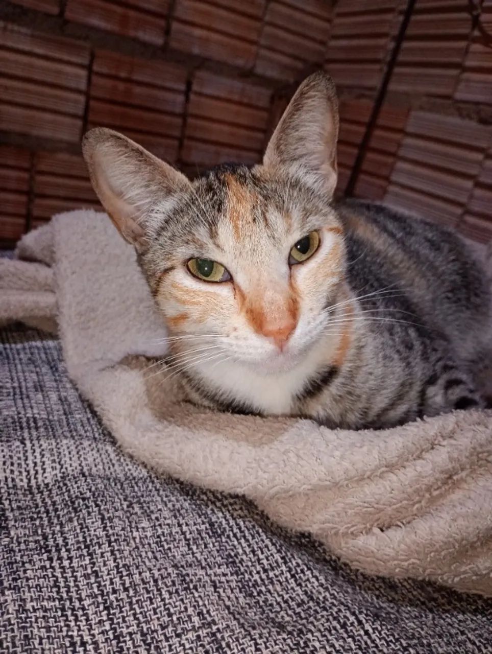 Adoção responsável - Foto 4