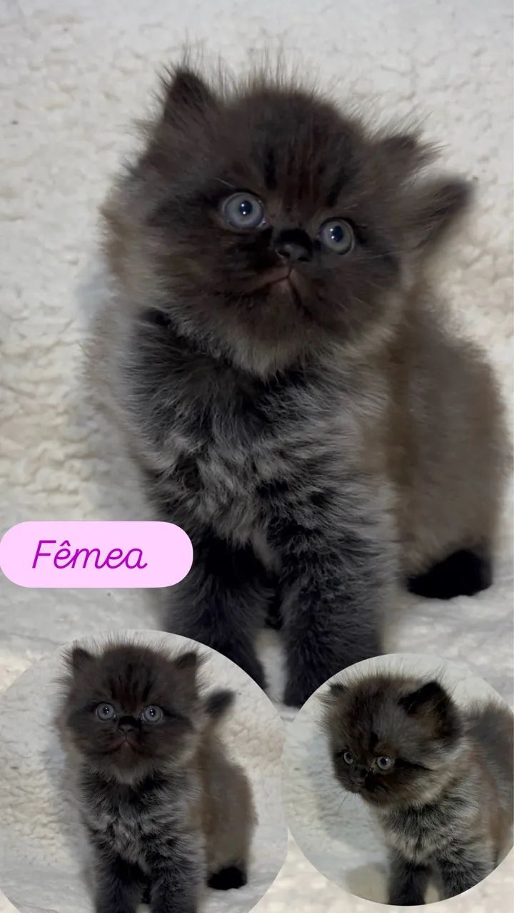 Gatos persas a venda  - Foto 2