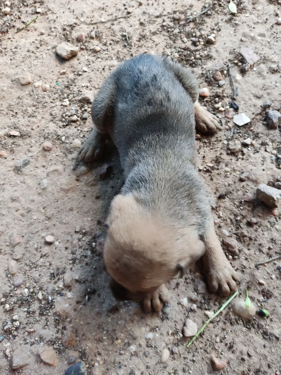 Filhote de cachorro