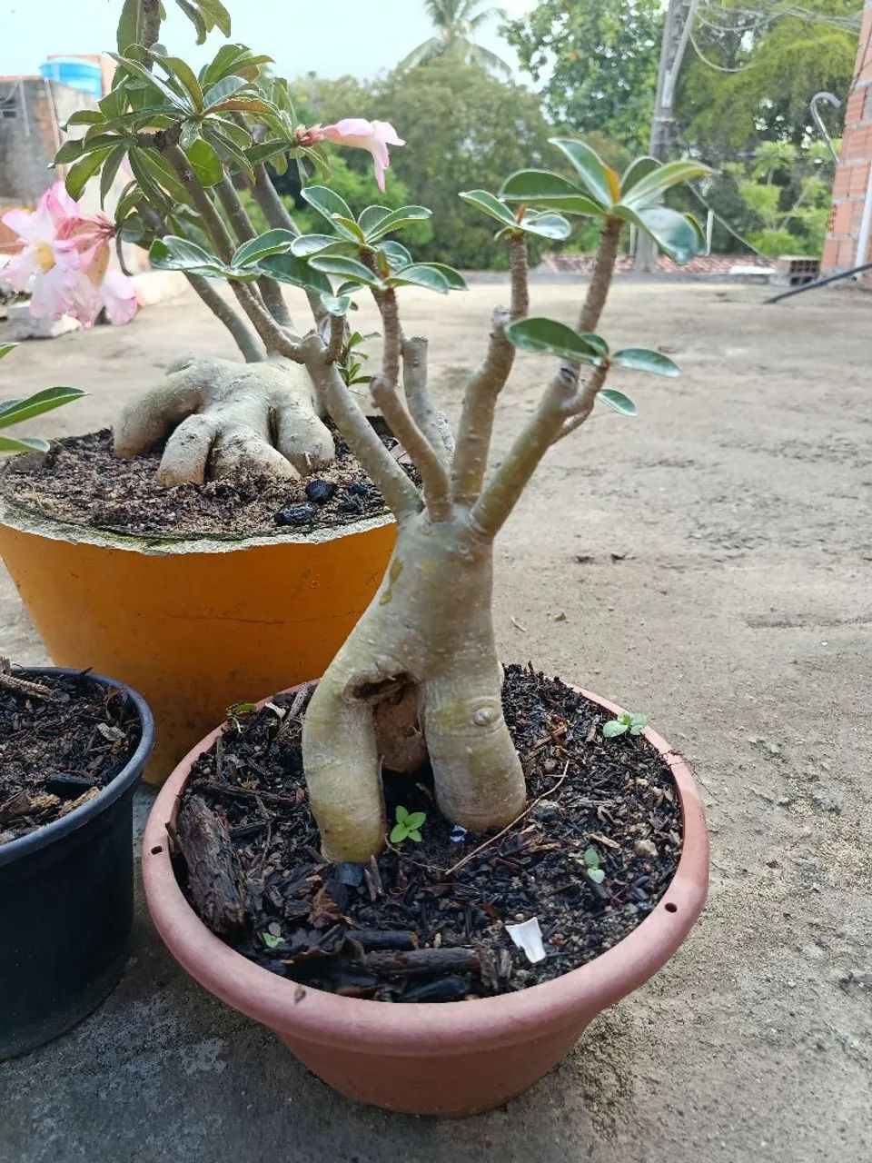 4 rosas do deserto por 80 . - Foto 4