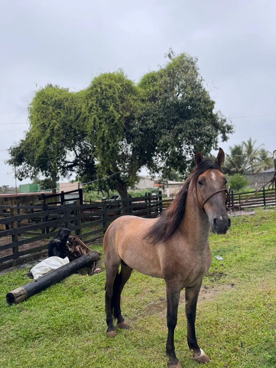 Cavalo Marcha Picada Genuína 